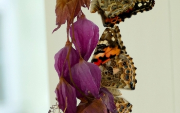 P1170216