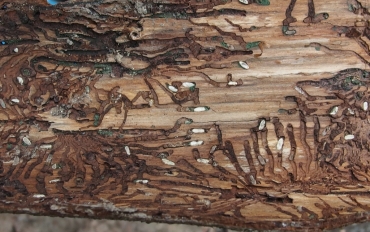 P4122432
