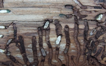 P4122437