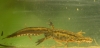 6476colek_karpatsky.jpg