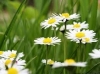 images2