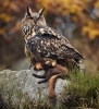 Eurasian eagle-owl, Bubo bubo1
