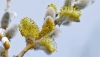 nature-4038371_1920