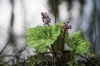 538common_butterbur_4881639_1920.jpg