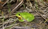 3852rosnicka_zelena.jpg