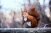 2961squirrel_gd34ce2b32_1920.jpg