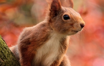 animal-g24b86c1fa_1920