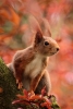 animal-g24b86c1fa_1920