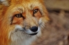 red-fox-1310826_960_720