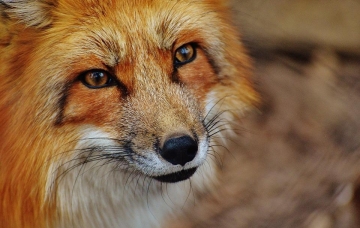 red-fox-1310826_960_720