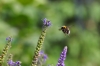 insect-7327713_1280