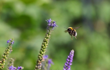 insect-7327713_1280